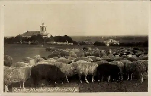 Foto Ak Pryschyb Prischib Ukraine, Kirche, Schafe