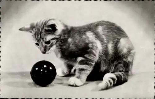 Ak Junge Katze spielt mit Ball