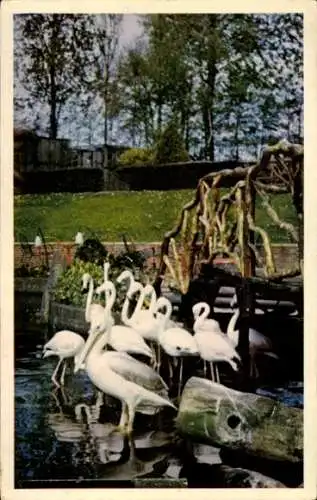 Ak Alphen aan den Rijn Südholland, Tierpark Avifauna, Flamingos