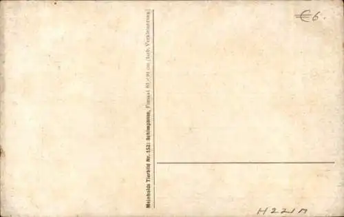 Künstler Ak Affen, Schimpansen