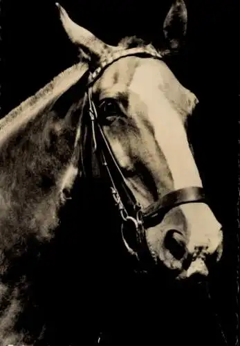 Ak Pferd, Zaumzeug, Tierporträt