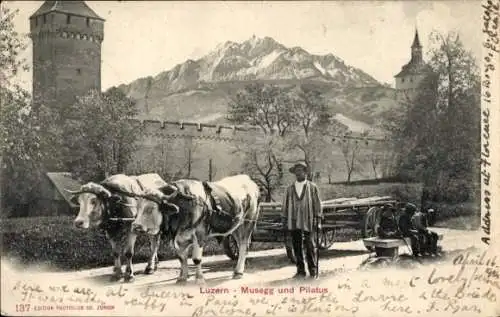 Ak Lucerne Luzern Stadt Schweiz, Luzern, Musegg und Pilatus, Kühe, Berglandschaft