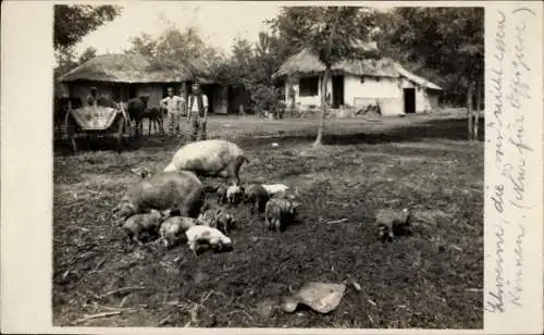 Foto Ak Bauernhof, Schweine, Männer, Fuhrwerk