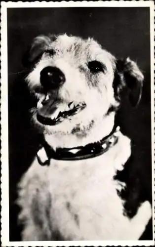 Foto Ak Hund, Halsband, Tierporträt
