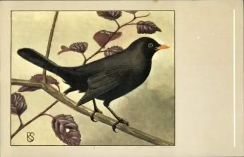 Künstler Ak Amsel auf Ast