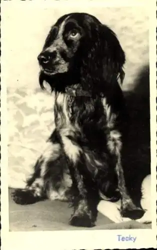 Foto Ak Hund, Tierporträt, Tecky