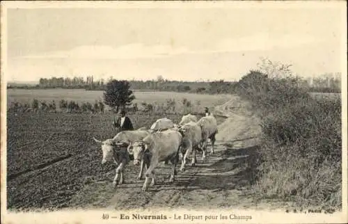 Ak Nevers Nièvre, Männlicher Bauer mit 6 Ochsen auf Feldweg, Bäume am Wegesrand, Felder im Hin...