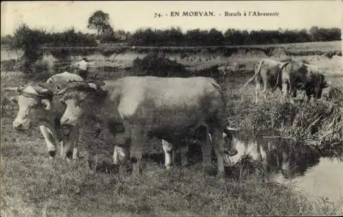 Ak Morvan Nièvre, Kühe an der Tränke, ein Mann steht daneben