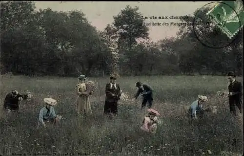 CPA La vie aux champs, lacueillette des Marguerite