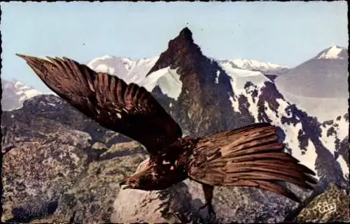 CPA Les Alpes, Un aigle royal authentique, Massif de la Vanoise