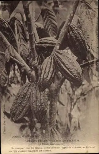 Ak Früchte am Kakaobaum