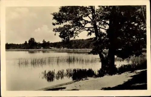 Ak Eberswalde in der Mark, See, Baum, Ufer