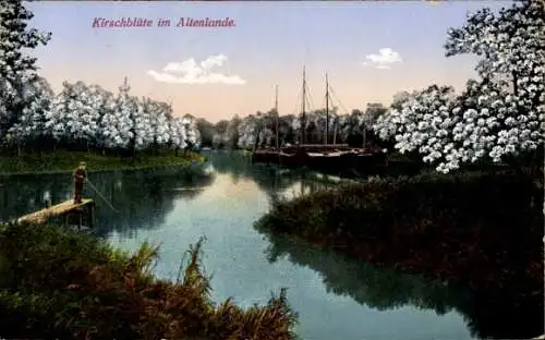 Ak Hamburg Altona Blankenese, Kirschblüte im Altenlande