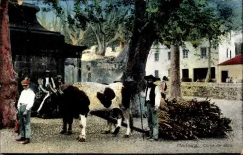 Ak Insel Madeira Portugal, Wälder, Kühe, Landwirte, ländliche Atmosphäre, Tradition