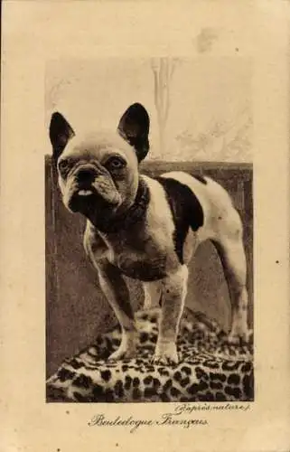 CPA Bouledogue Francais