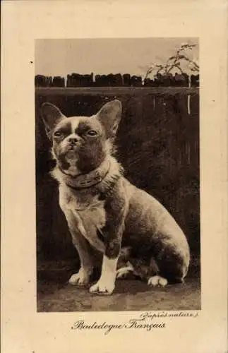 CPA Bouledogue Francais