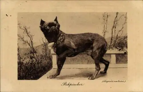 Ak Rehpinscher, Schwarzer Hund, Tierporträt