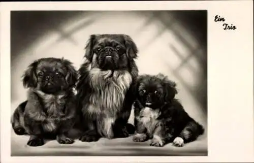 Ak Ein Trio, Pekingesen