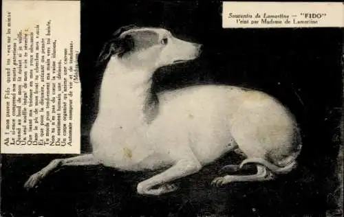 Ak Hund, Tierporträt, Fido, Madame de Lamartine