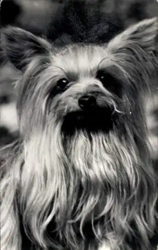 Ak Hund, Yorkshire Terrier, Portrait