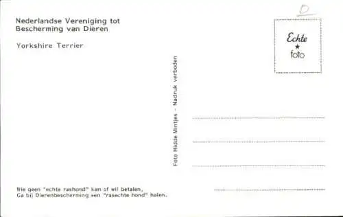 Ak Hund, Yorkshire Terrier, Portrait