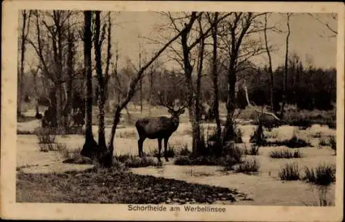 Ak Schorfheide am Werbellinsee, Hirsch auf einer Waldlichtung im Winter