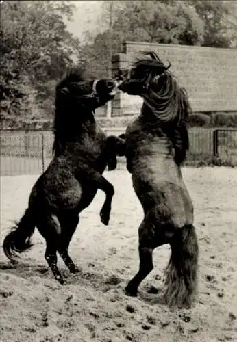 Ak Leipzig, Zwei Shetlandponyhengste spielen im Zoo Leipzig