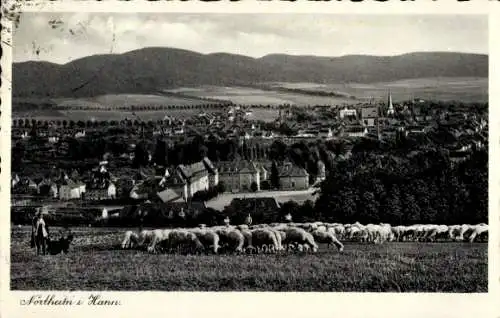 Ak Northeim in Niedersachsen, Panorama der Stadt  Schafe auf der Wiese, hügelige Landschaft