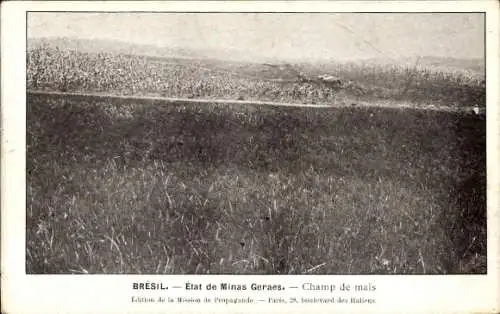 Ak Brasilien, Minas Geraes, Maisfeld