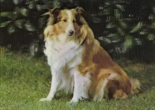 3-D PC Shetland Sheep Dog