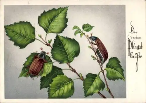 Ak Glückwunsch Pfingsten, Maikäfer, Laubblätter