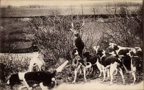 Ak Villers Cotterêts Aisne, Jagd, Hirsch, Hunde