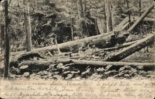 Ak Boubín Kubany Šumava Böhmerwald Südböhmen, Boubínský prales, Kubany Urwald, Urwaldlandschaf...