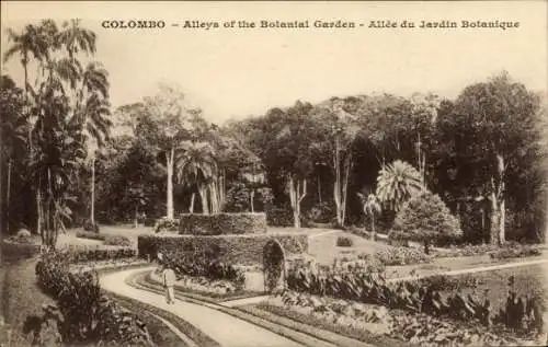 Ak Colombo Ceylon Sri Lanka, Botanischer Garten, Alleén, Palmen, Natur, historische Ansicht