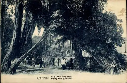 Ak Colombo Ceylon Sri Lanka, Riesenbanyanbaum, Straße mit Menschen, historische Atmosphäre