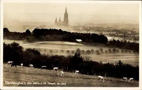 Ak Oberberghof Ulm an der Donau, Panorama, Münster, Weide