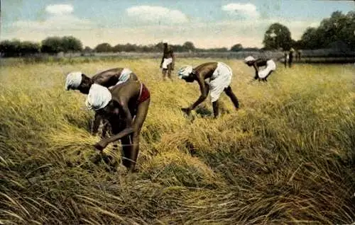 Ak Indien, Tamulen bei der Reisernte