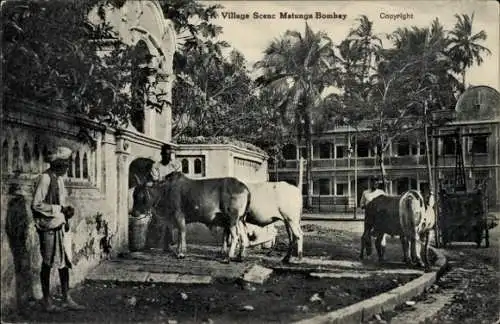 Ak Matunga Mumbai Bombay Indien, Dorfszene, Inder mit Ochsen am Brunnen