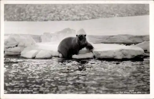 Ak Svalbard Spitzbergen Norwegen, Eisbär auf einer Eisscholle