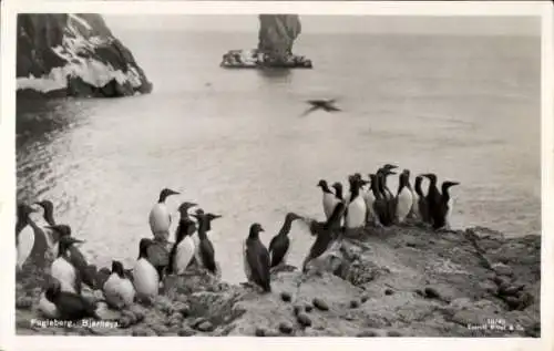 Ak Svalbard Spitzbergen Norwegen, Bäreninsel, Vogelberg