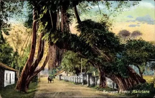 Ak Kalutara Ceylon Sri Lanka, Banyan Trees, Feigenbaum