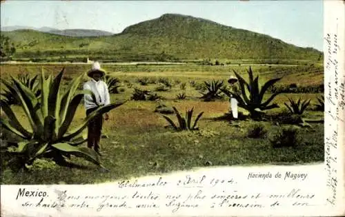 Ak Teotihuacán Mexico, Hacienda de Maguey, Landschaft mit Agaven, Person mit Hut