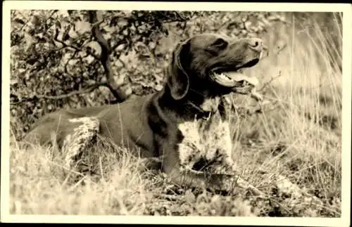 Foto Ak Hund liegt im Gras