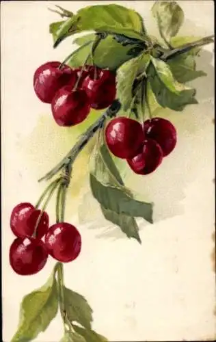 Ak Früchte, Reife Kirschen