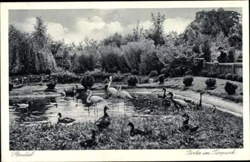 Ak Stendal in der Altmark, Partie im Tierpark