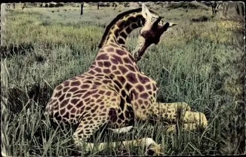 Ak Afrika, Giraffe