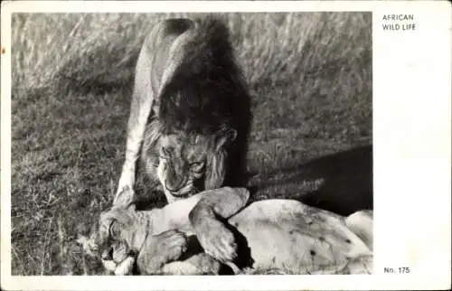 Ak Afrikanische Wildnis, Löwen