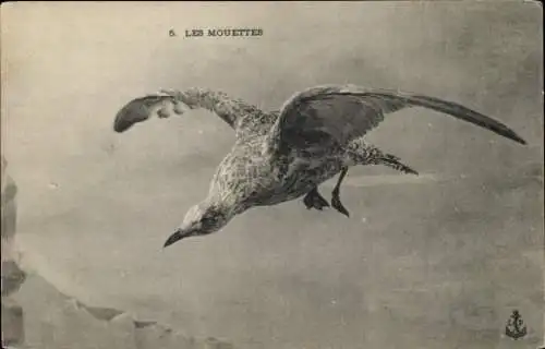 Ak Les Mouettes, Möwe