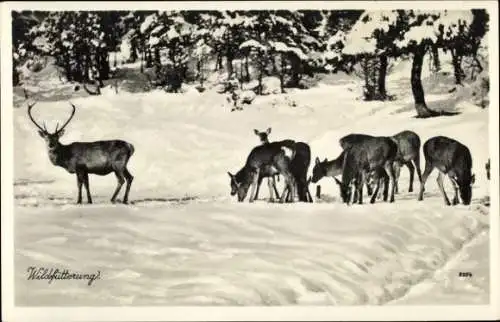 Ak Hirsche, Wildfütterung im Winter