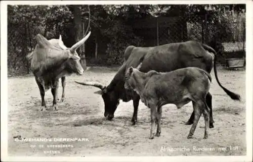 Ak Rhenen, Zoo, Afrikanisches Rind mit Kalb